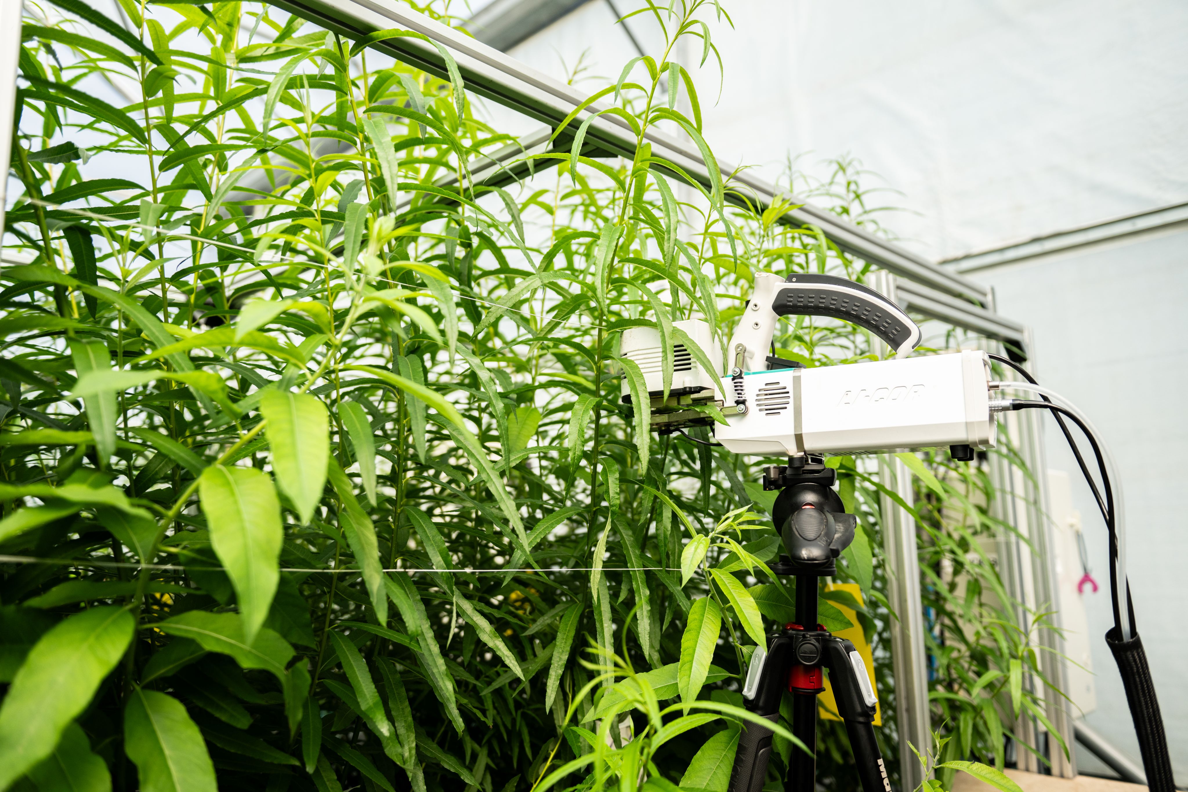 Plants