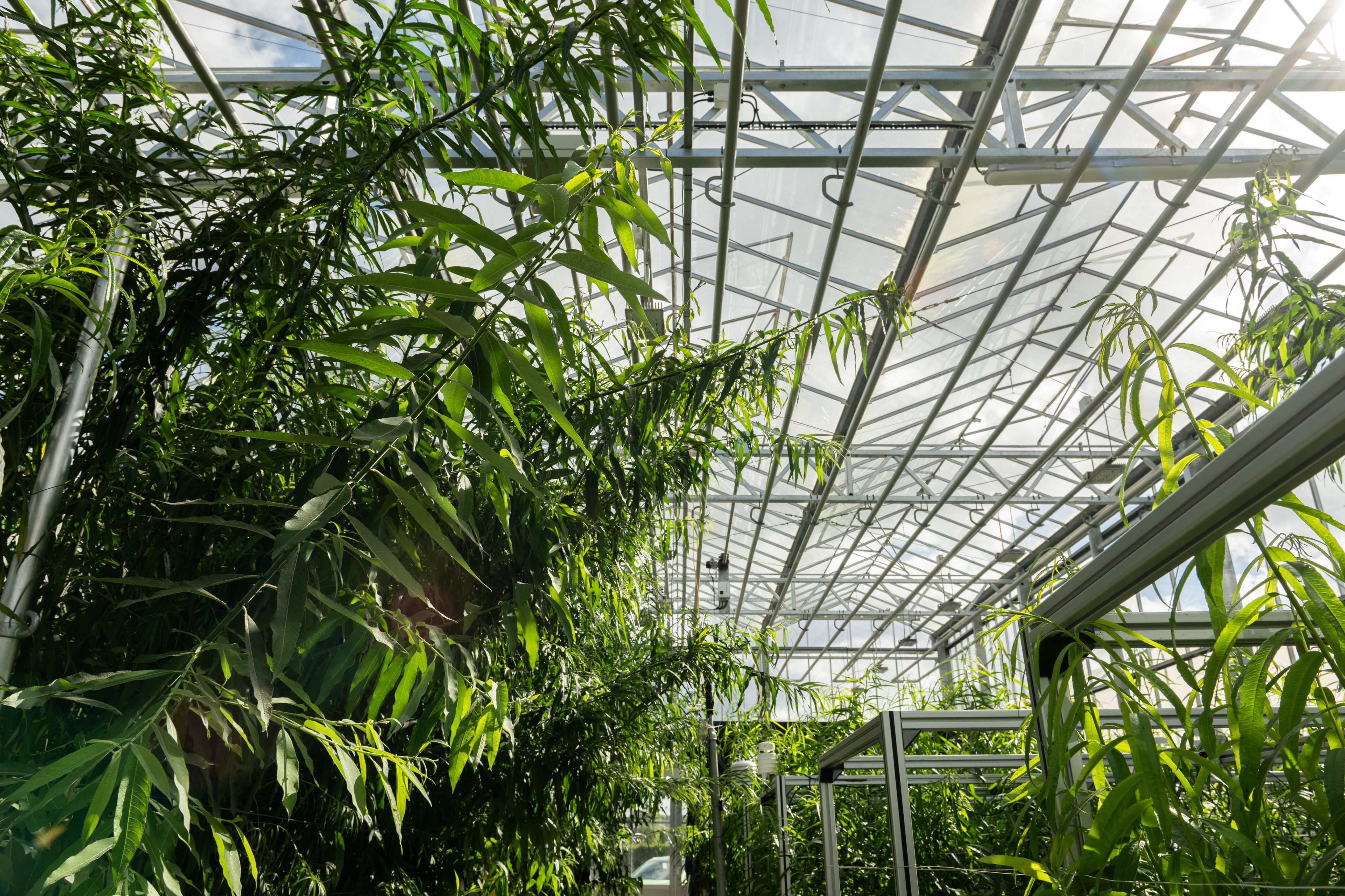 Plants in the greenhouse