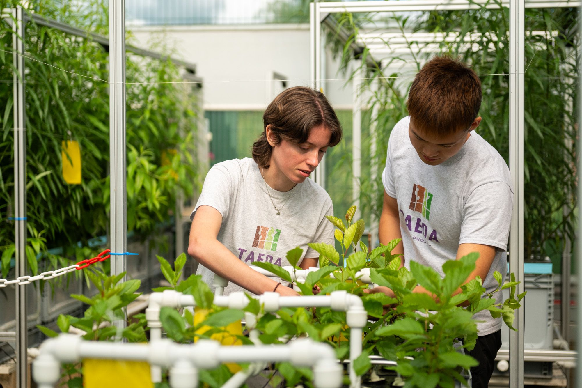 People handling plants