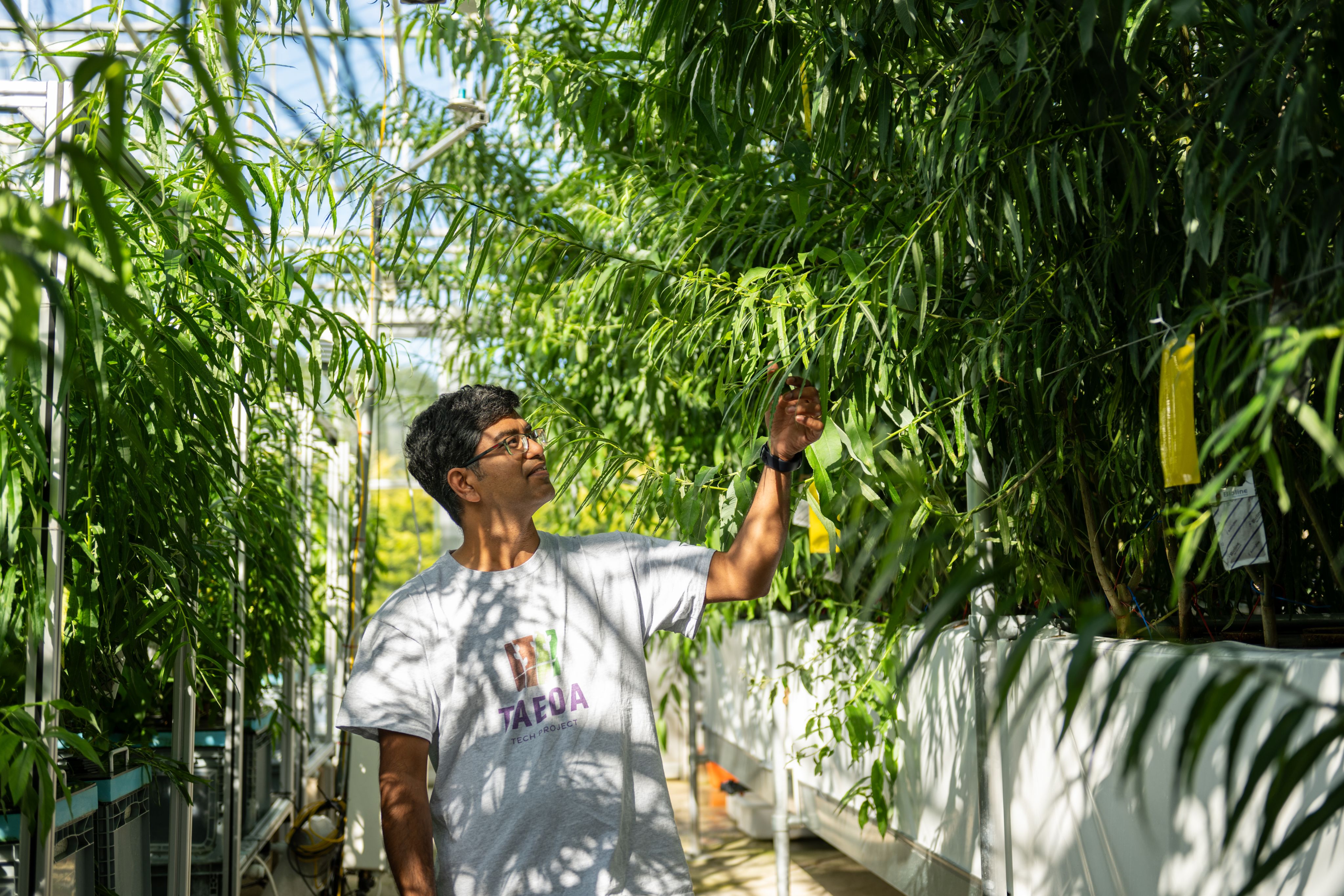 A researcher looking at plants in a greenhouse