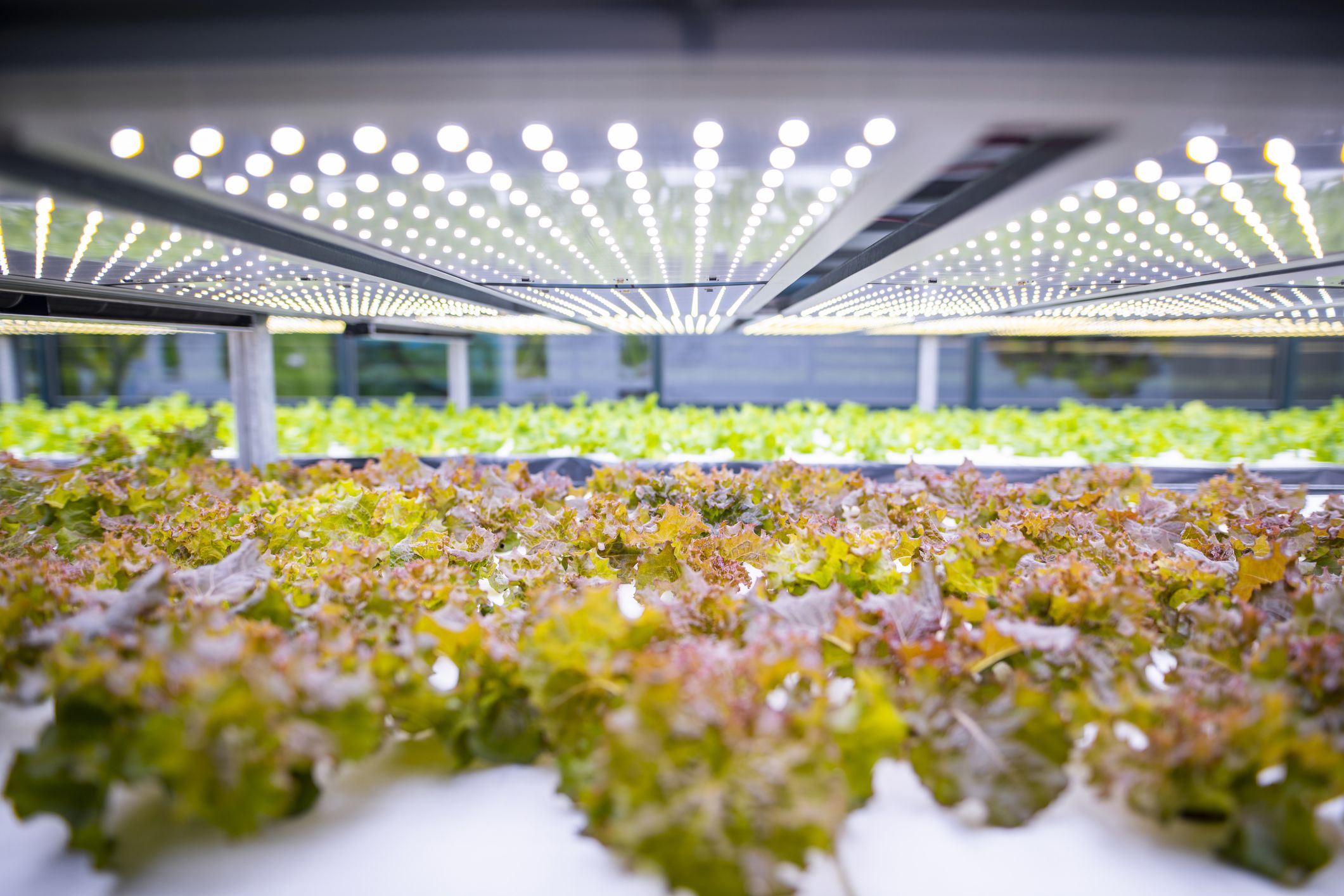 lettuce farm