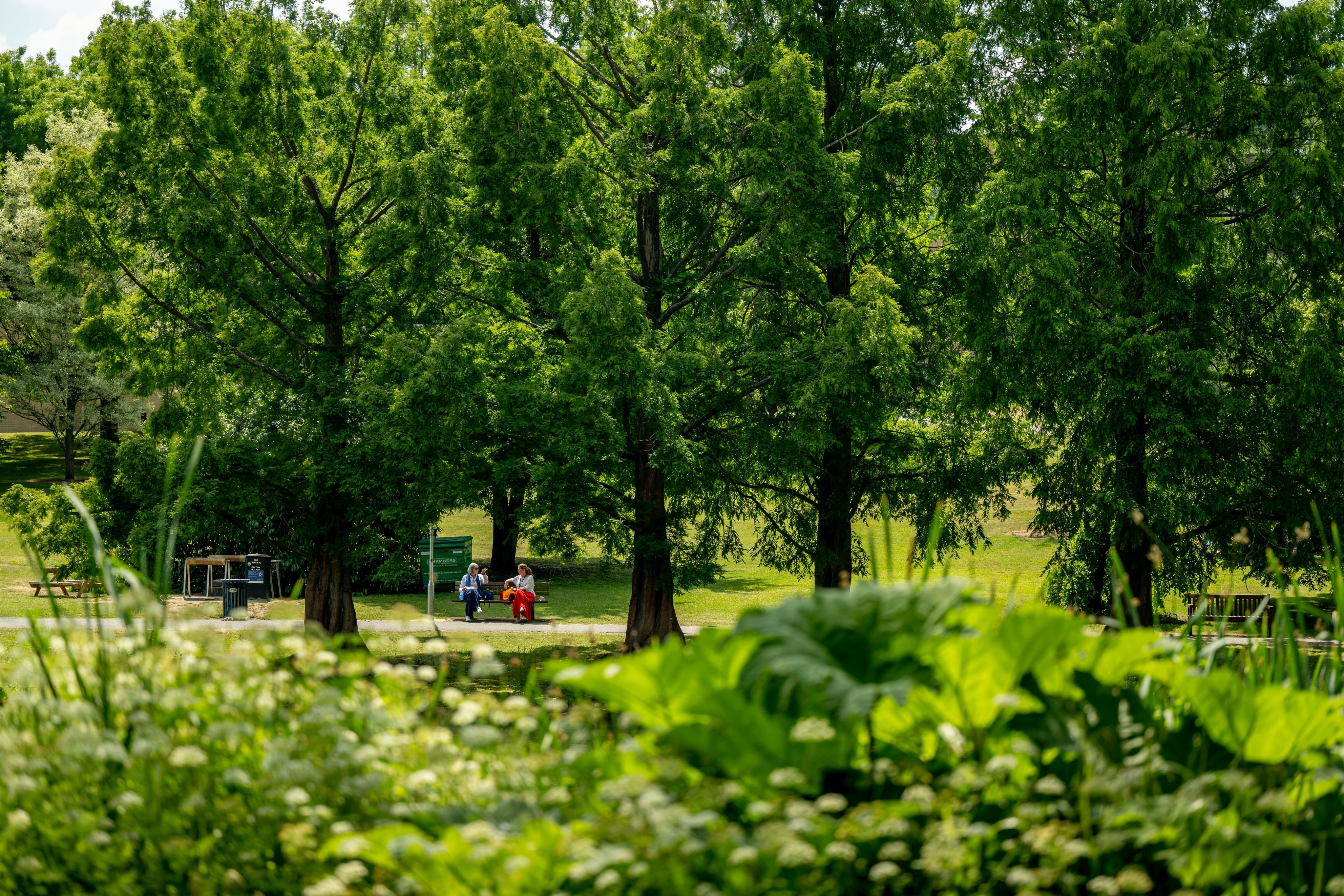 Beautiful lush and green view of Stag Hill campus in the spring