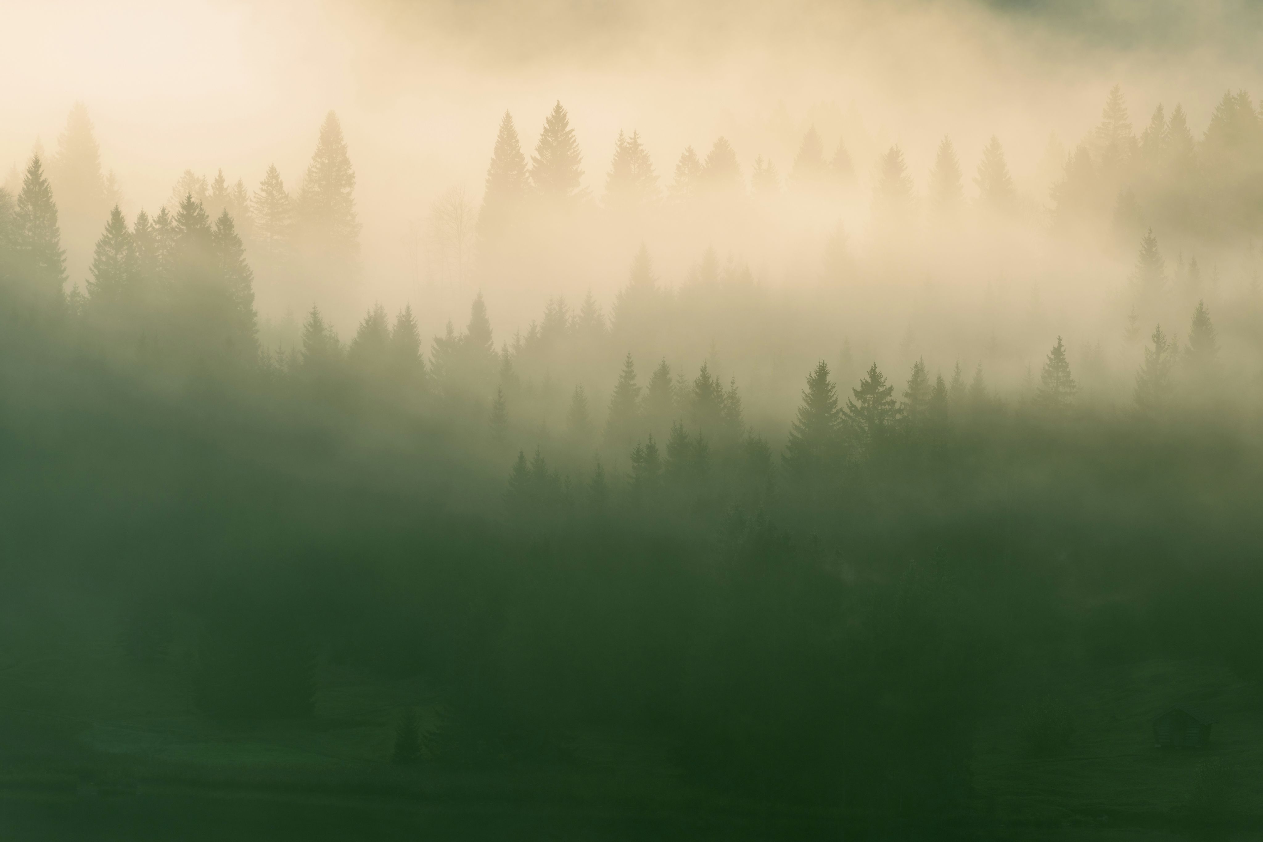 A foggy forest filled with lots of trees
