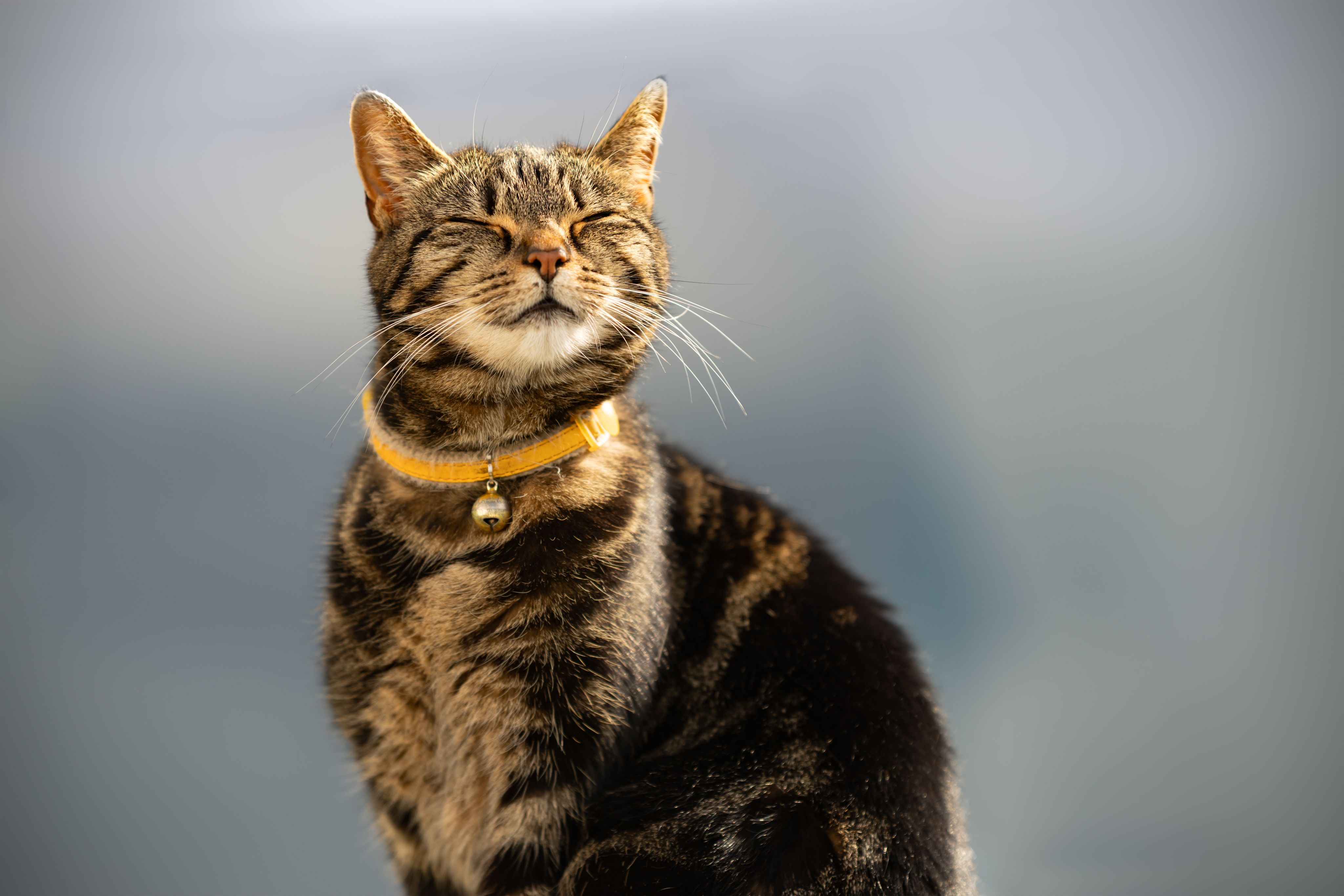 Tabby cat with the yellow collar