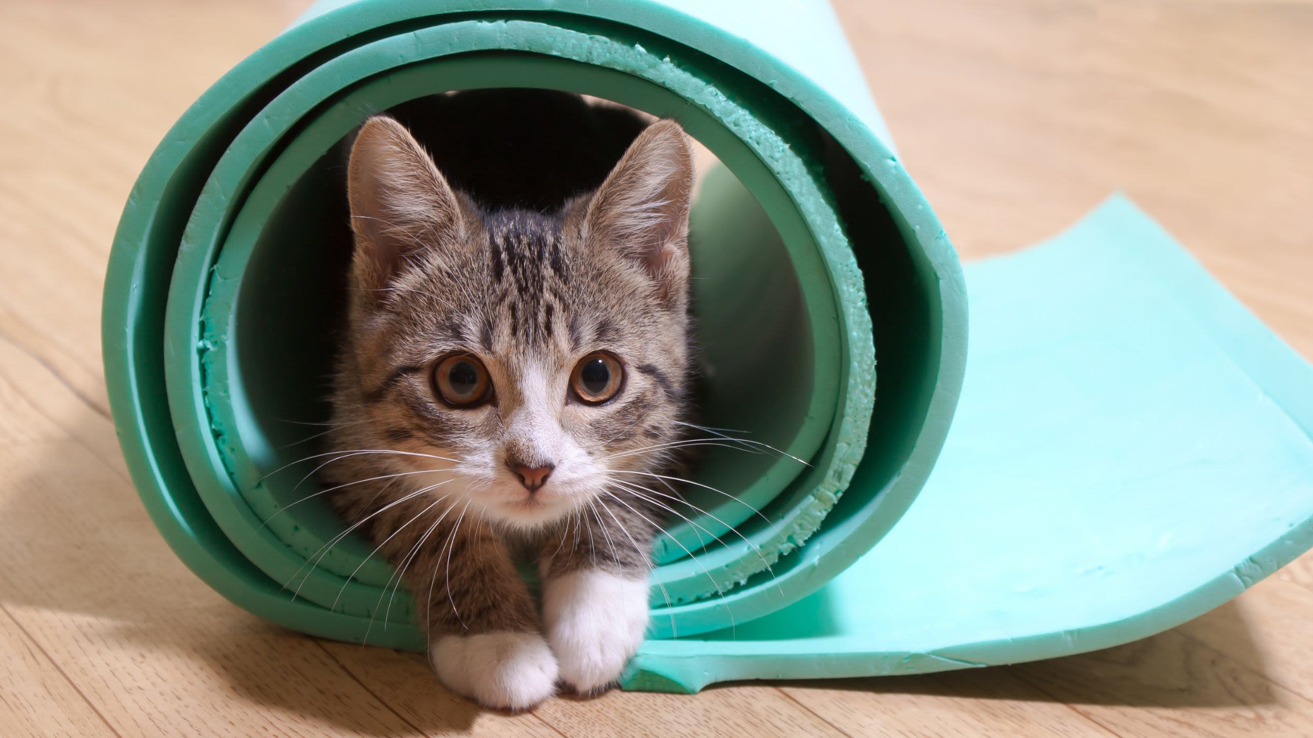 A kitten inside a yoga mat