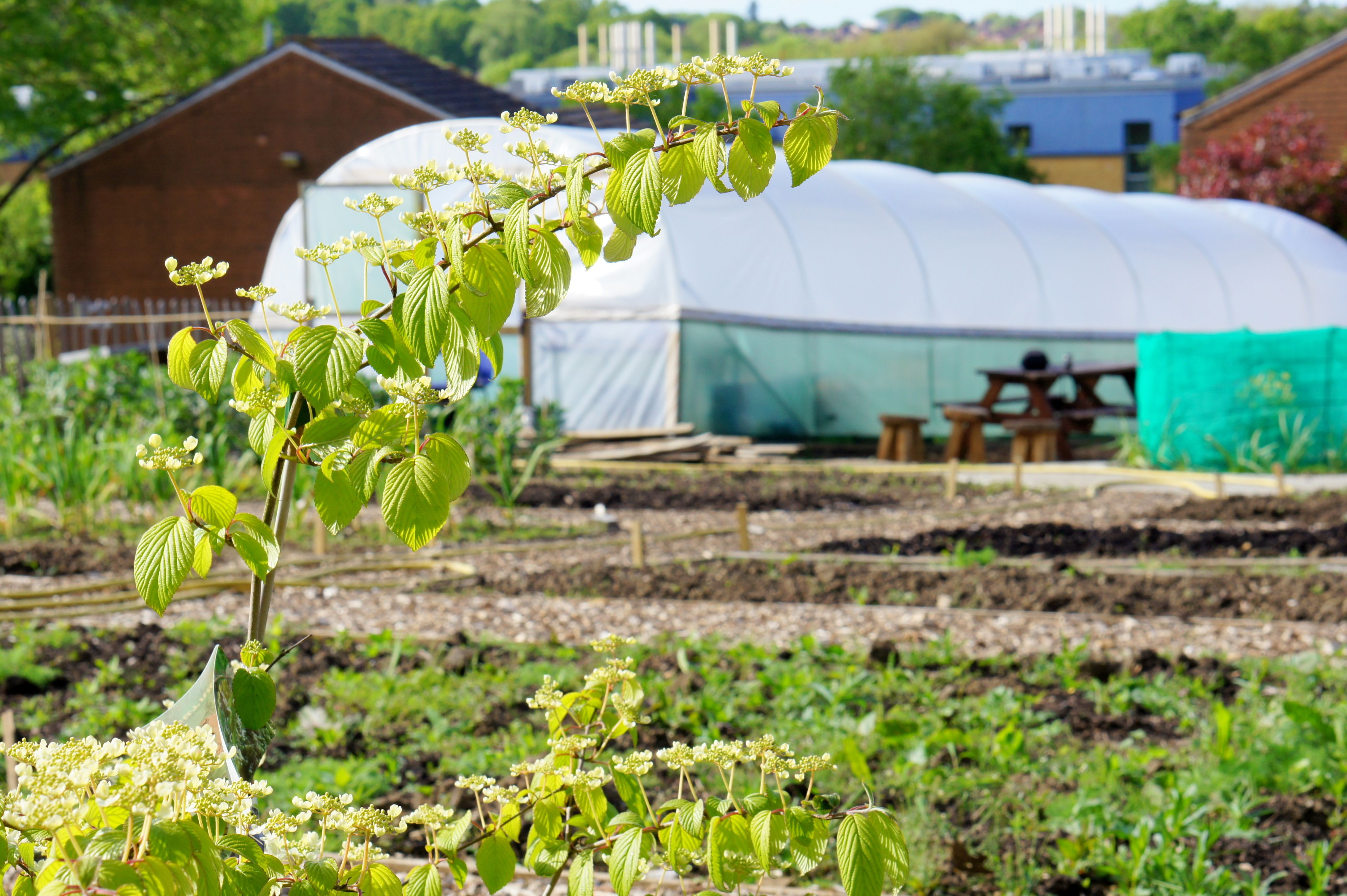 Plant growing next to a polytunnel