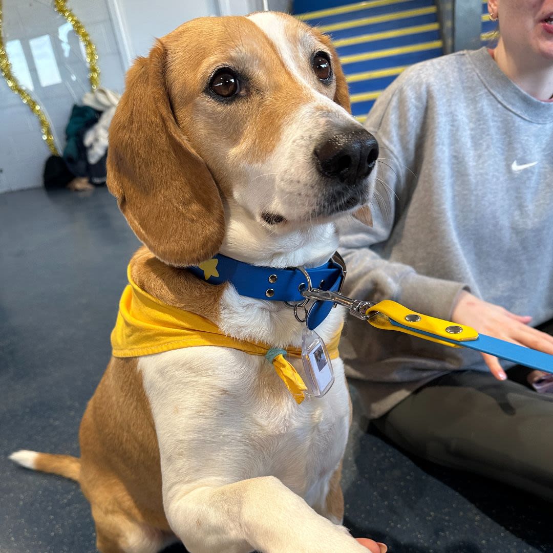 A therapy dog holds out its paw at Dog Therapy event