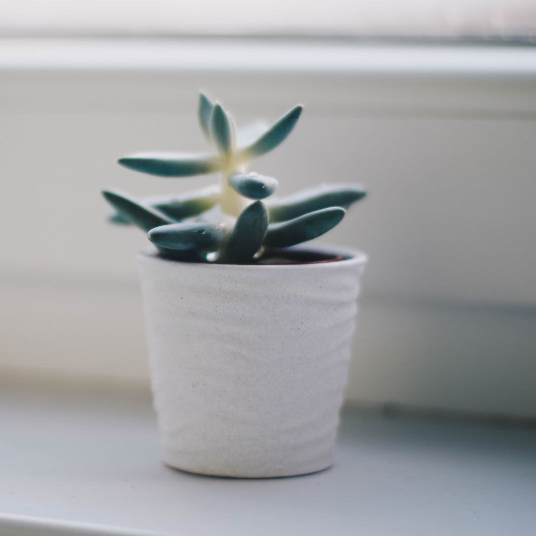 A small plant in a pot on a windowsill