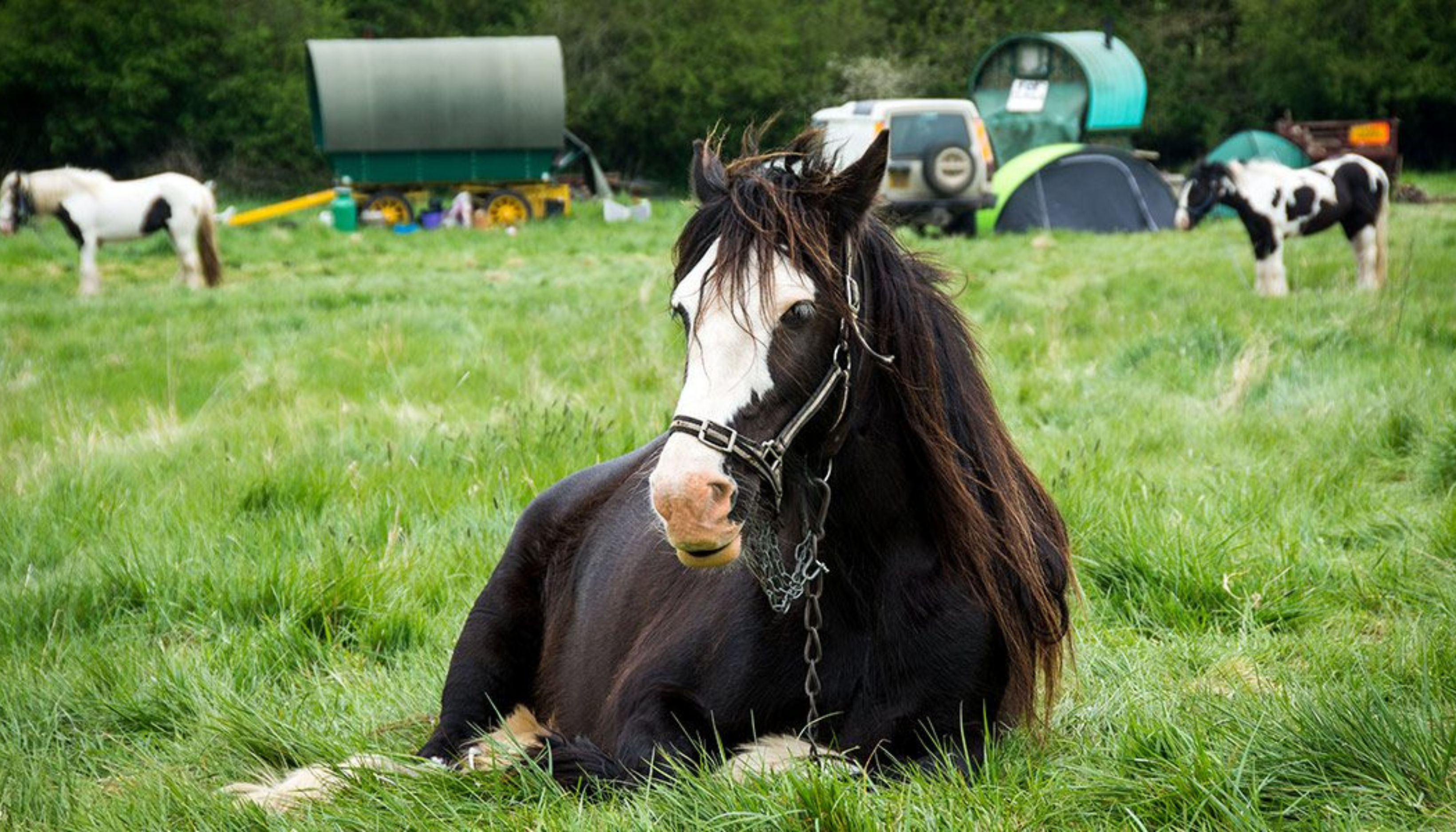 Horse in a field