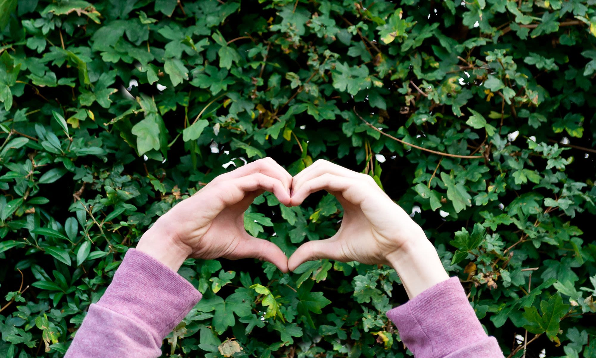 Two hands make a heart shape in front of a green hedge