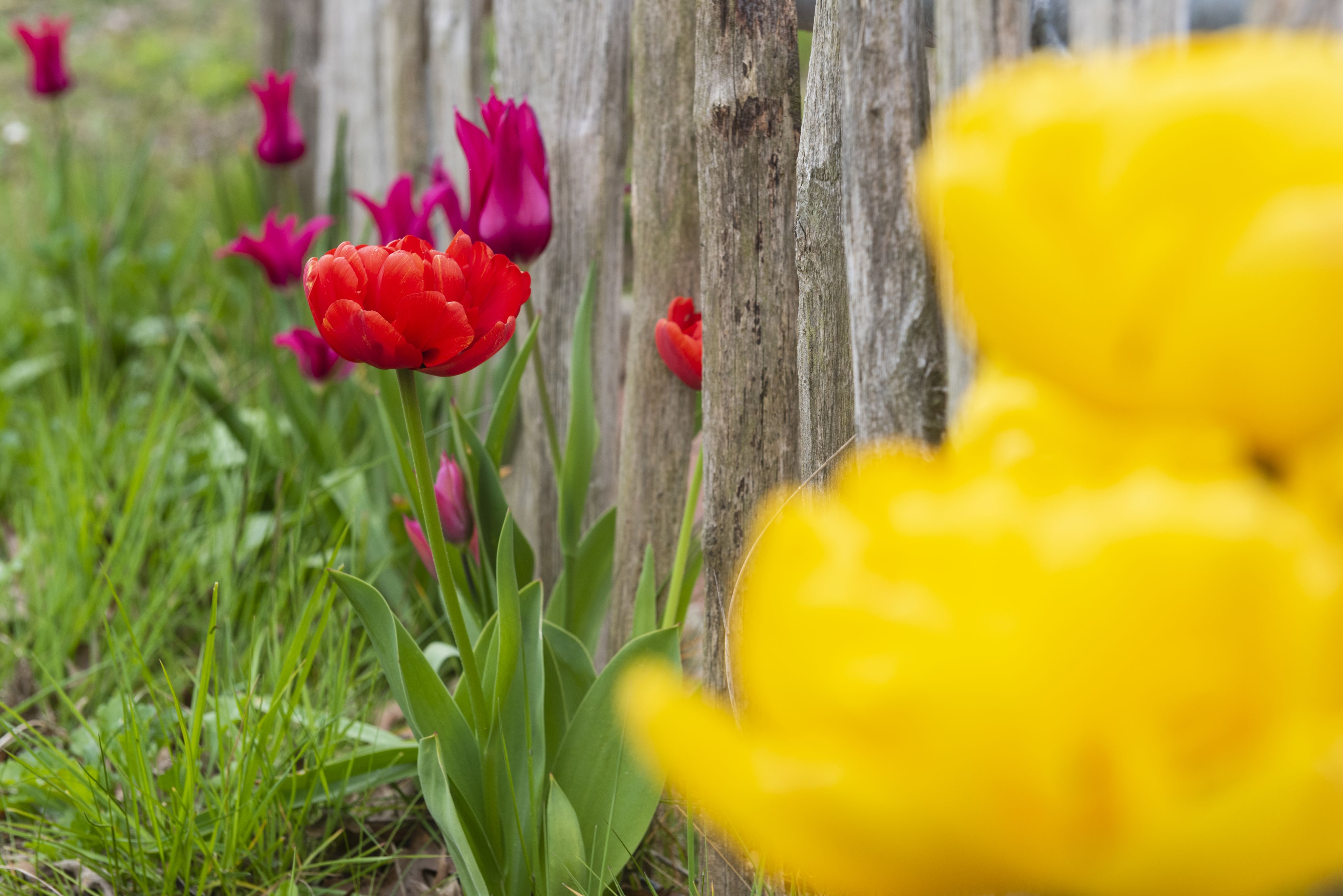 Flowers growing by a fence