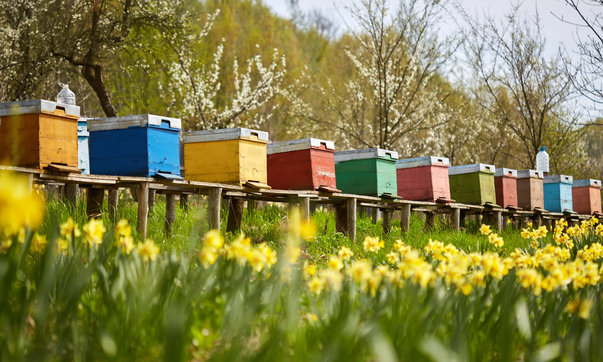 A row of colourful beehives in a field of daffodils