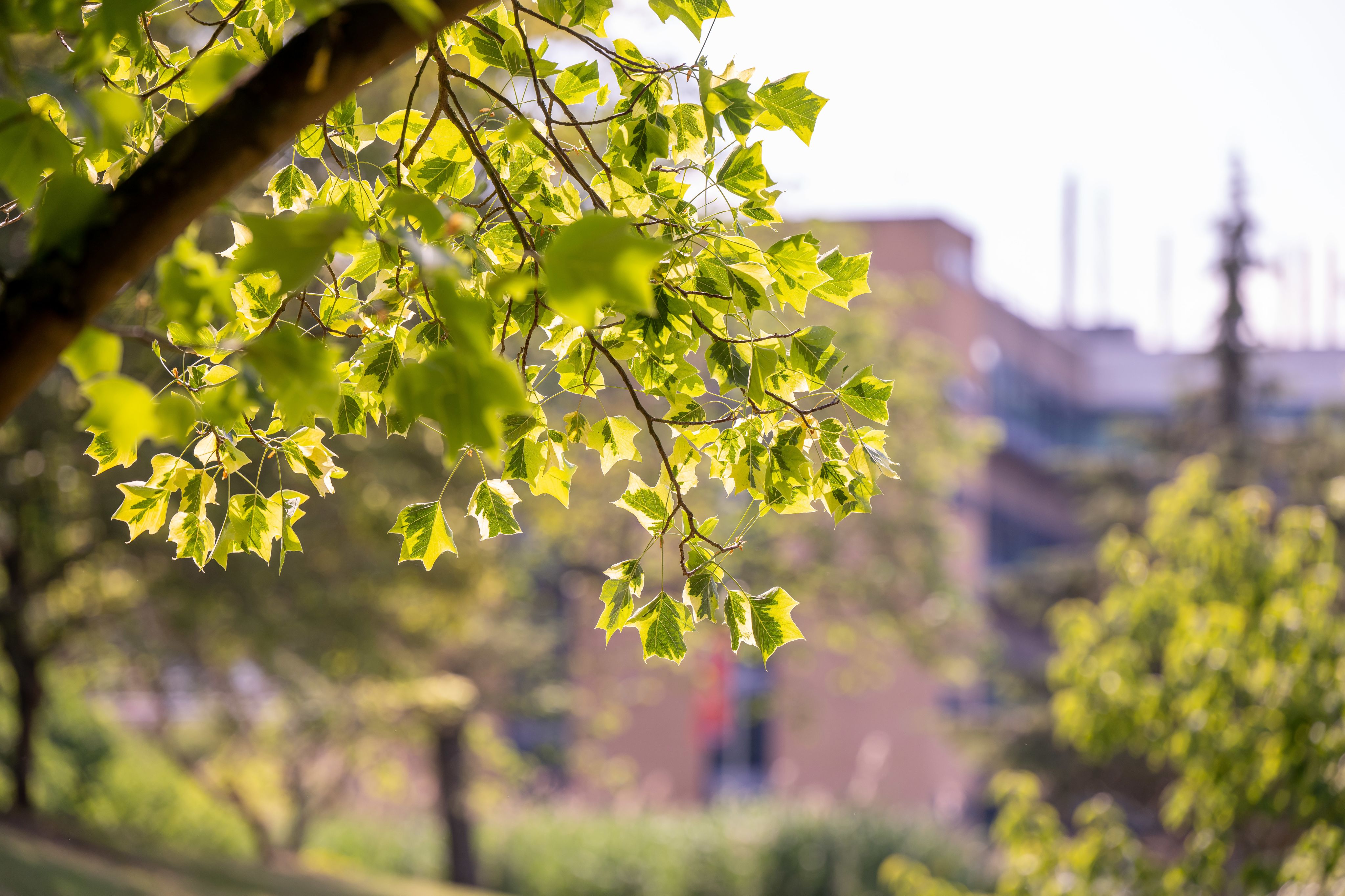 Trees on Stag Hill campus