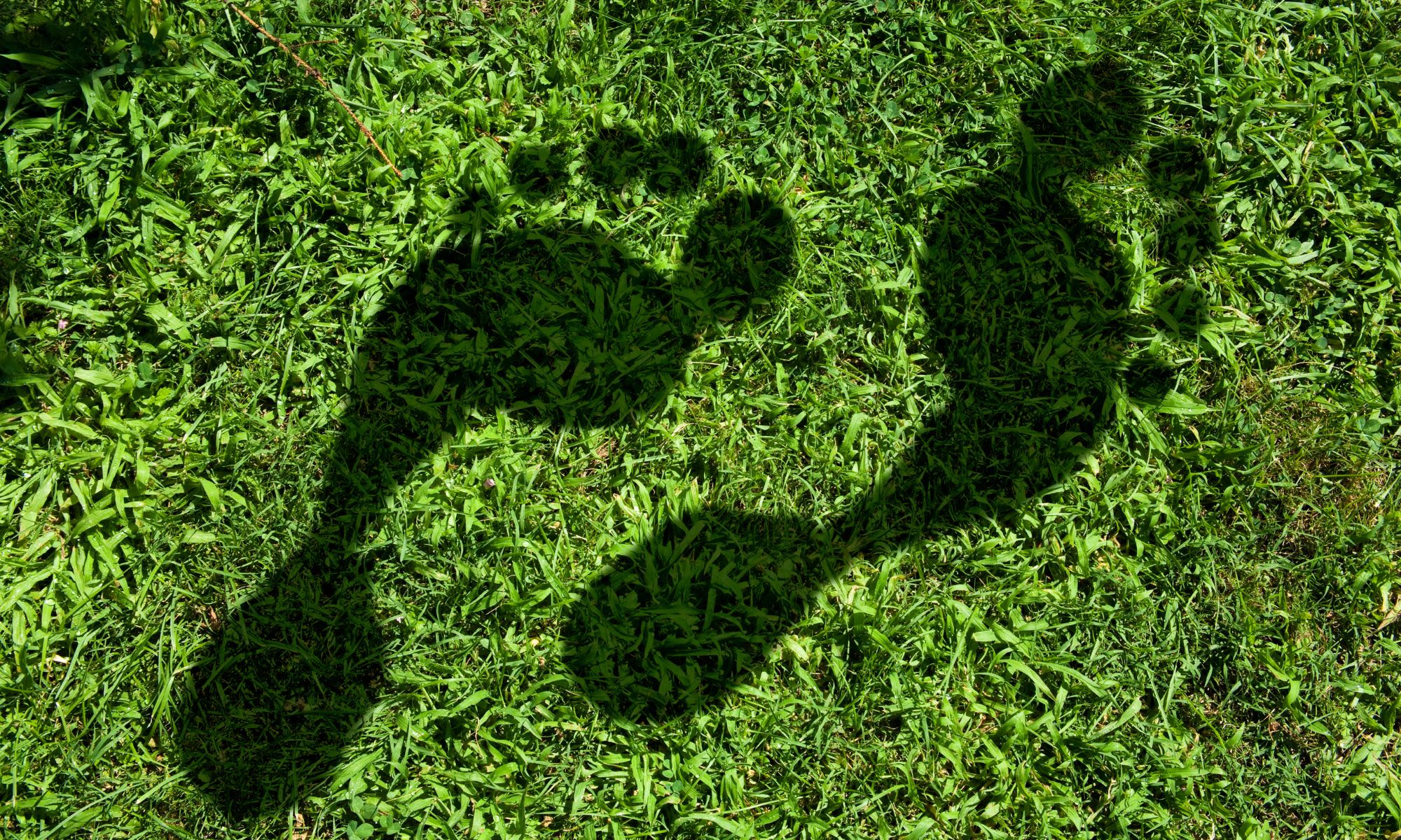 Footprints on grass
