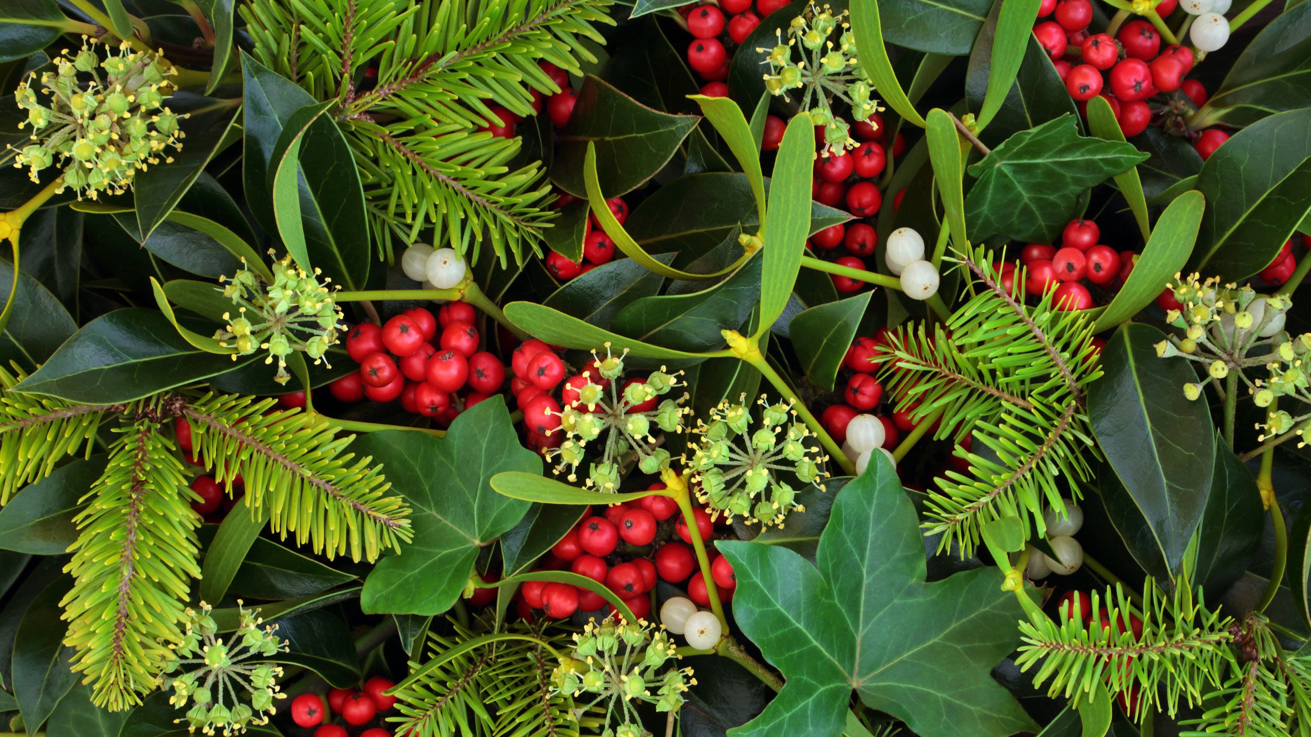 Red and white berries lay among foliage including ivy leaves and mistletoe