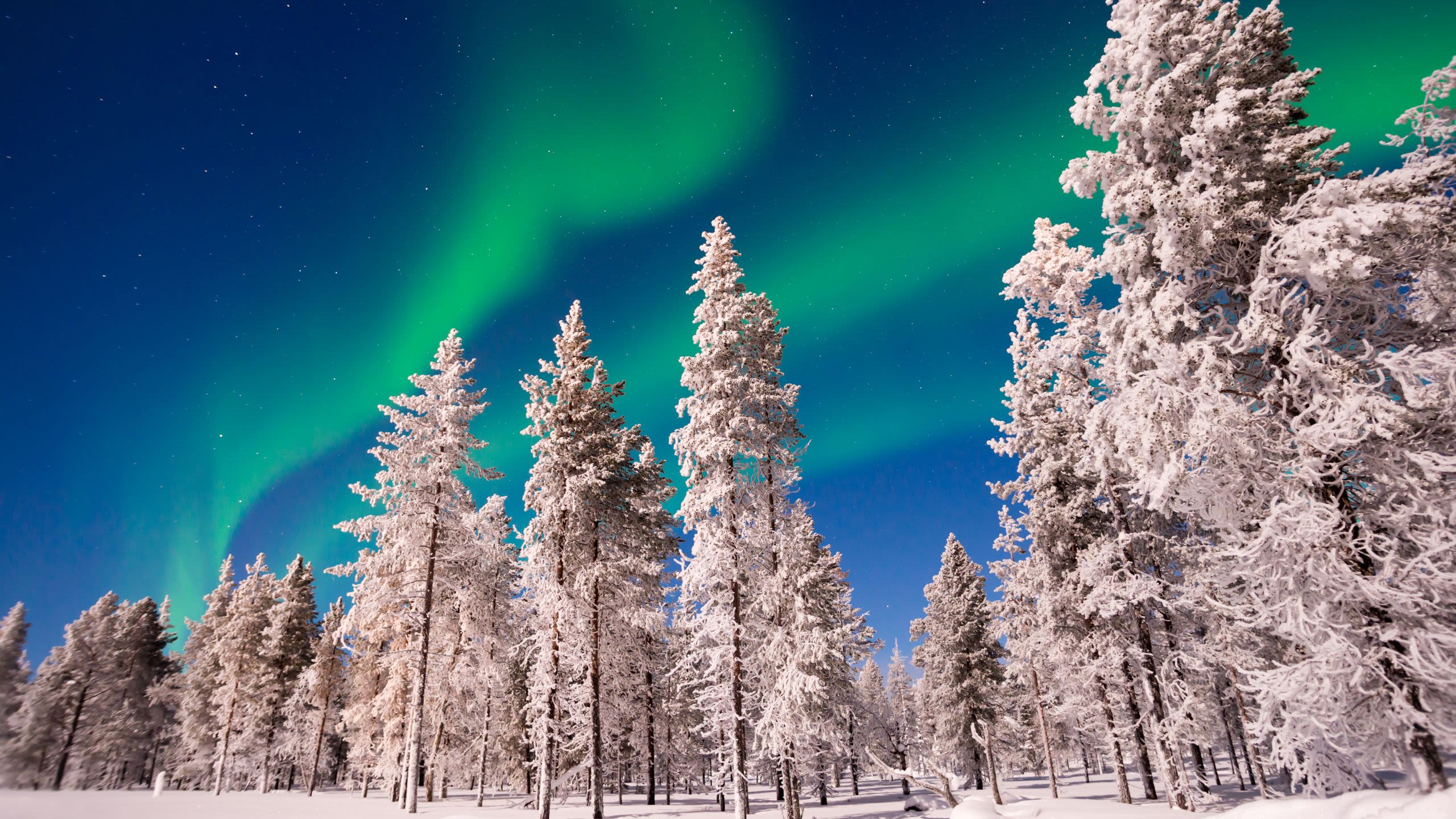 Snow covered trees with the Northern Lights in the sky above Finland